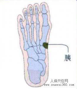 脚底穴位图（脚底反射区）--胰位置