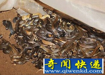 养蛇被蛇咬  荆门养蛇场老板娘被自家蛇咬死