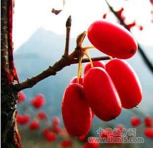 山茱萸泡水喝的功效与禁忌